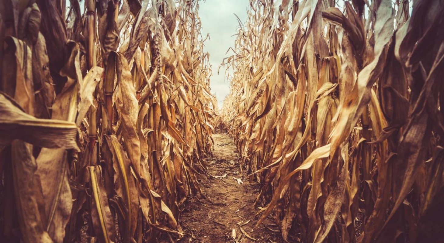 path inside corn maze