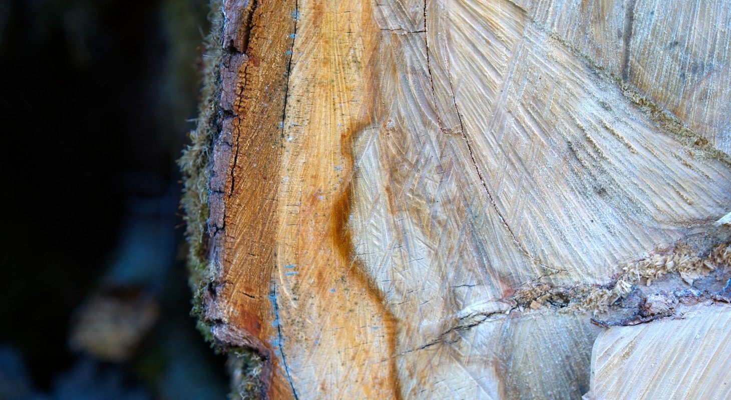 closeup of tree cut exposing rings