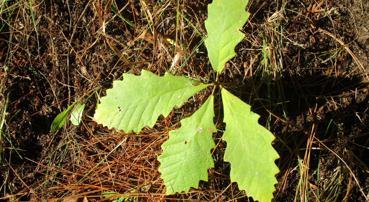 oak sprout with four green leaves on bed of brown pine needles