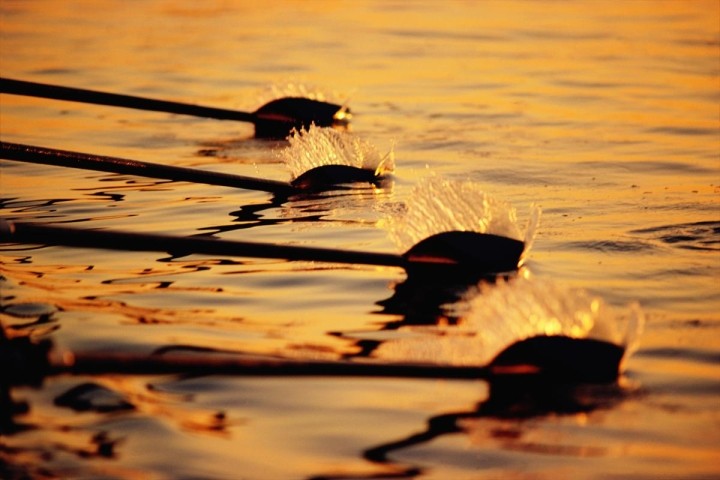 rowing teams oars in the water at dawn