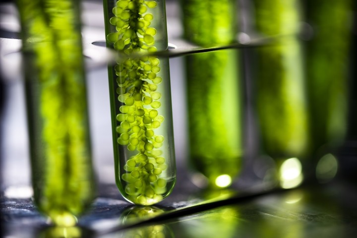 photobioreactor in lab algae fuel biofuel 