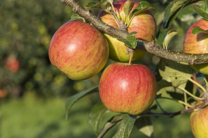 close up of five apples on a tree