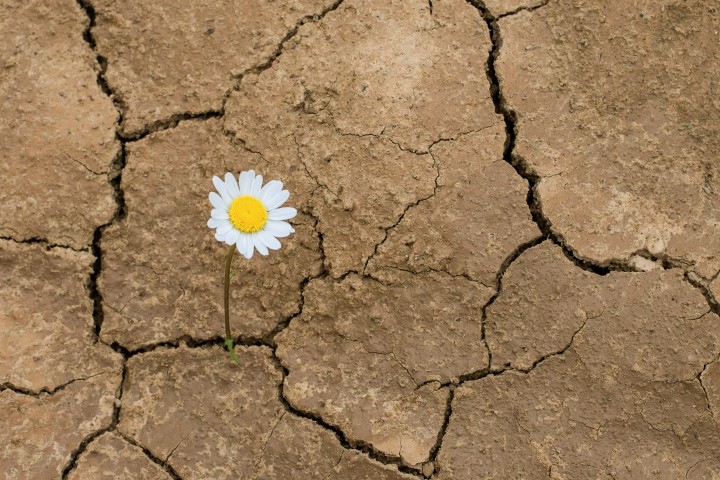 daisy-growing-through-cracked-dirt