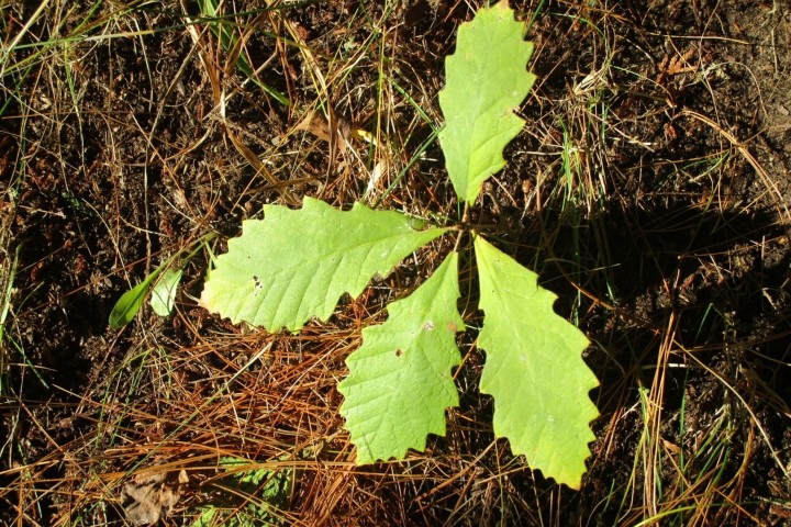 oak sprout with four green leaves on bed of brown pine needles