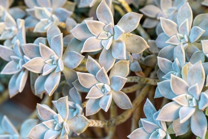 star shaped rosettes of a succulent plant