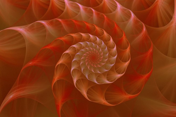 orange-and-red-nautilus-shell